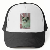 Ragdoll, seal bi-colour mesh hat