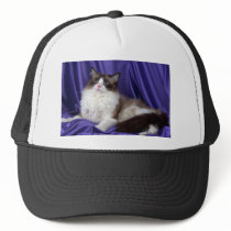 Ragdoll, seal bi-colour mesh hats