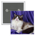 Ragdoll, seal bi-colour pin