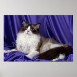 Ragdoll, seal bi-colour posters