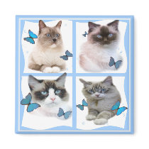 Ragdolls Four Magnet
