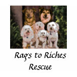 Rags to Riches ladies tee t-shirts