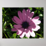Rain Daisy in the shadows Print
