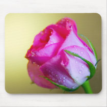 Rain Drop Kisses of Nature on Pink Rose