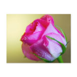 Rain Drop Kisses of Nature on Pink Rose postcards