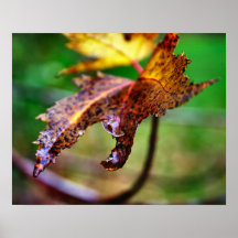 rain drop print