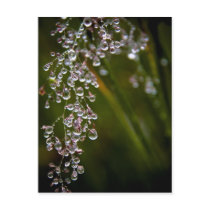 Rain Droplets Postcard