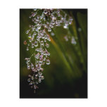 Rain Droplets Postcard