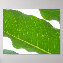 Rain Drops Through Leaf Poster
