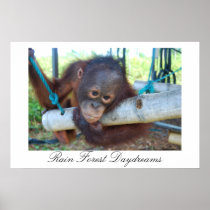 Rain Forest Great Ape Daydreams