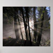 Rain Forest Sun Rays Posters