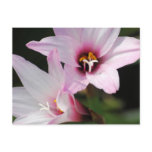 Rain Lilies II Postcard