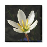 Rain Lily