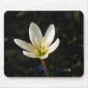 Rain Lily mousepads