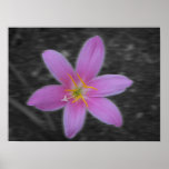 Rain Lily Print