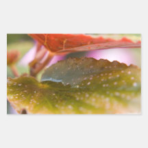 Rain Wet Autumn Fall Leaves Sticker
