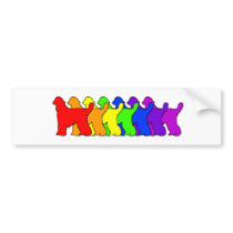 Rainbow Afghan Hound