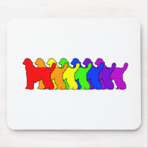 Rainbow Afghan Hound