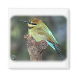 Rainbow Bee Eater 9Y209D-226 Fridge Magnet