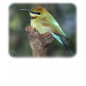 Rainbow Bee Eater 9Y209D-226 t-shirts