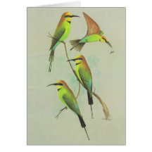 Rainbow Bee-eater - Merops ornatus Card