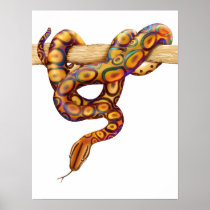 Rainbow Boa Snake Print