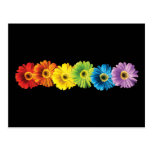 Rainbow Daisies Postcards