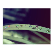 Rainbow Drops Postcard