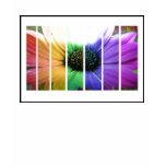 Rainbow Flower T Shirt