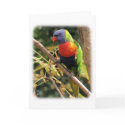 Rainbow Lorikeet 9Y209D-058 cards