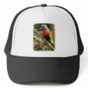 Rainbow Lorikeet 9Y209D-058 hats