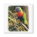 Rainbow Lorikeet 9Y209D-058 magnets