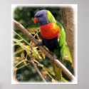 Rainbow Lorikeet 9Y209D-058 posters