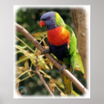 Rainbow Lorikeet 9Y209D-058 posters