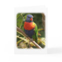 Rainbow Lorikeet 9Y209D-069 cards