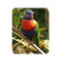 Rainbow Lorikeet 9Y209D-069 t-shirts