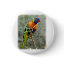 Rainbow Lorikeet 9Y209D-157 buttons