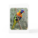 Rainbow Lorikeet 9Y209D-157 cards