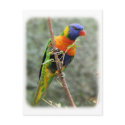 Rainbow Lorikeet 9Y209D-157 postcards