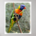 Rainbow Lorikeet 9Y209D-157 posters