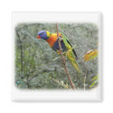 Rainbow Lorikeet 9Y209D-159 magnets