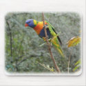 Rainbow Lorikeet 9Y209D-159 mousepads