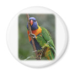 Rainbow Lorikeet 9Y209D-177 magnets