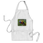 Rainbow Lorikeet 9Y209D-178 aprons