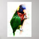 Rainbow Lorikeet Art Poster