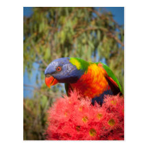Rainbow Lorikeet, Australia Post Card