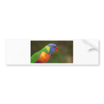 Rainbow Lorikeet Bumper Stickers