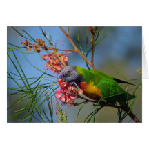 Rainbow Lorikeet Card