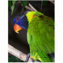 Rainbow Lorikeet Colourful parrot photograph Photo Cut Out