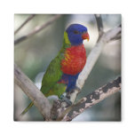 Rainbow Lorikeet Magnet